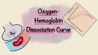 Oxygen Hemoglobin Dissociation Curve  Oxygen transport  Gas Exchange  Respiratory Physiology [upl. by Burnett425]