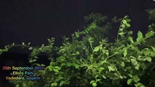 Thunderstorms heavy rain with lightning in Vadodara on 25th September Wednesday night [upl. by Aerahs]