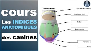 Indices anatomiques  Canines maxillaires et mandibulaires  Prothèse dentaire  Cours  © [upl. by Eynttirb543]