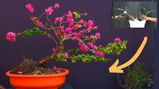 Easiest Way to Make Bougainvillea Bonsai With Update [upl. by Anerhs]