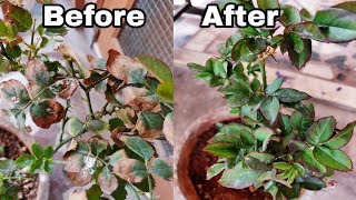 How to solve yellow Leaf Problem on Rose plant how to save rose plant from dying [upl. by Aitat]