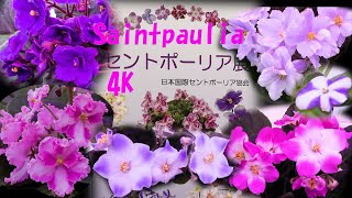 🌴📽４K💃Dance with Saintpaulia🌸 to the waltz ♪セントポーリア展 神代植物公園 Late autumn 2023 [upl. by Poll]