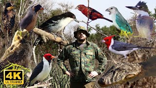 AVES Y FAUNA EN ISLAS DEL DELTA SUPERIOR DEL PARANÁ  ARGENTINA  PARTE 13 [upl. by Enniotna]