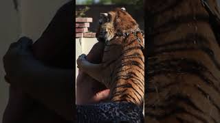 TONY WRESTLES TIGER IN SPEEDO [upl. by Coltson]