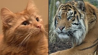 Is your cat like a tiger [upl. by Rehpotsihc]