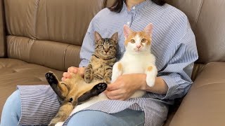 里親になる母親と子猫たちが対面したら相性抜群で初日にまさかのこうなっちゃいました… [upl. by Lynnette]