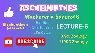 Wuchereria life cycle  Filariasis  Elephantiasis  Zoology  Notes in description [upl. by Ahseital]