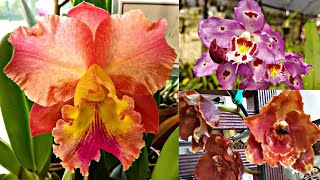 Orquídea Odontoglossum Chia Lin x exotic drean na promoção [upl. by Ultan]