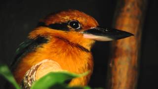 Micronesian Kingfisher  Cincinnati Zoo [upl. by Ovatsug]