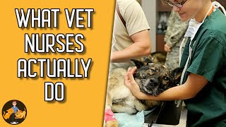 What Vet Nurses and Technicians Actually Do their job is vital  Dog  Cat Health Vet Advice [upl. by Batha407]