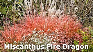 Miscanthus Fire Dragon Maiden Grass  Easy to Grow Ornamental Grass with Stunning Late Fall Color [upl. by Yslek603]