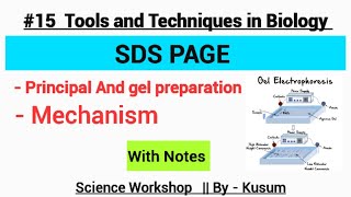 SDS PAGE Electrophoresis  Tools and techniques in biology MSc Zoology Kusum Chaudhary [upl. by Ellehsat]