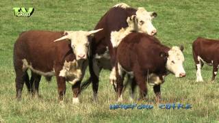 Hereford cattle  Veluwe  Grote grazers op de Posbank [upl. by Morse]