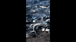 Capelin are in trouble [upl. by Anitnelav]