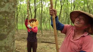 Tree To Tub Soapberry Production Process [upl. by Tasia]