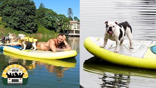 A few of my favorite summer lake moments with the pack  The Asher House [upl. by Aicxela]