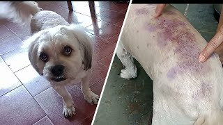 DERMATITE E FERIDAS NA PELE DO CACHORRO O que fazer [upl. by Ynney]