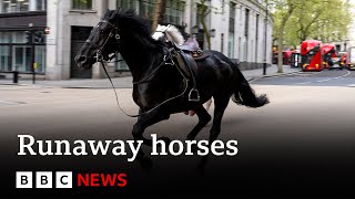 Runaway horses race through central London  BBC News [upl. by Aksel]