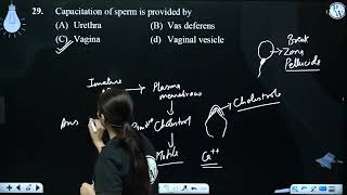 Capacitation of sperm is provided by [upl. by Mochun]