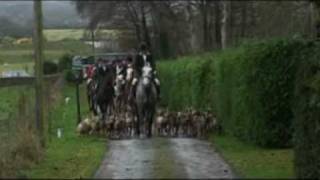 Bray Harriers  Hunting in Ireland [upl. by Notnil]