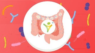 How Prebiotics Work  What is Bimuno® [upl. by Stephens407]