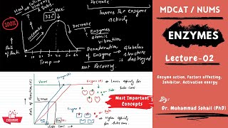 MDCAT  NUMS  Enzymes  Lecture02 [upl. by Hanyaz974]