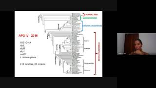 Classificação das angiospermas e Angiospermas Basais [upl. by Enicnarf]