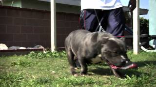 AMERICAN BULLY  BULLY THE KID [upl. by Duggan]