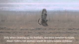 Slowmotion Roughlegged Buzzard  Ruigpootbuizerd Buteo Lagopus [upl. by Demahum561]