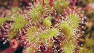 Sundews A Sticky Situation  feat Drosera Rotundifolia [upl. by Atahs]