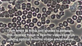 Biomedx Sample Microscope Imaging [upl. by Ahsea6]