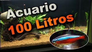 Acuario 100 Litros Primeros peces  Tetra Cardenal Paracheirodon axelrodi [upl. by Notnil]