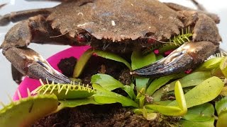 HUGE DEVIL CRAB Attacks Venus Flytrap [upl. by Godber613]