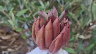 Pachyphytum Pink Finger [upl. by Ruthie]