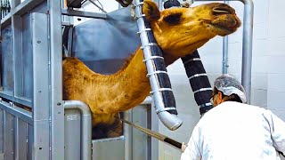 Most RARE Street Food Tour of Saudi Arabia  INSANE Camel Platter  FULL Day of Eating Saudi Food [upl. by Olivann]