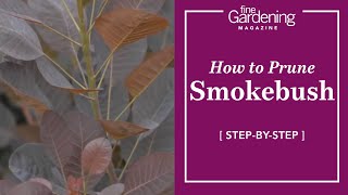 How to Prune Smokebush [upl. by Joeann]