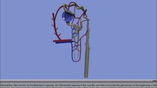 Interactive 3D Nephron [upl. by Ner]