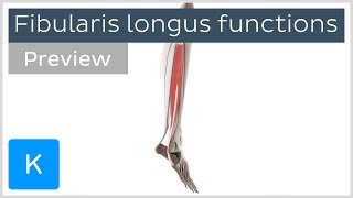 Functions of the fibularis longus muscle preview  3D Human Anatomy  Kenhub [upl. by Danica]