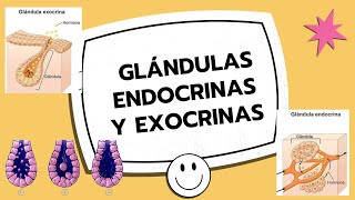 ✅GLÁNDULAS ENDOCRINAS Y EXOCRINAS 🔬 pancreas parotida submaxilar tiroides histology [upl. by Mikey]