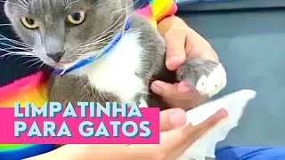 Sabe o que limpa e hidrata as patas do seu pet Limpatinha [upl. by Qerat]