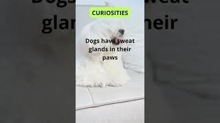 CURIOSITIES  How Do Dogs Sweat Through Their Paws pets dogsyourfriendsforever doglover [upl. by Vernor]