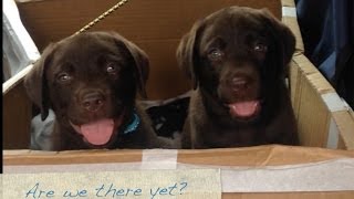 Welcome Home 8 Week Old Chocolate Labrador Puppy [upl. by Zacharia675]