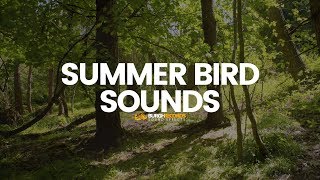 Bird Sounds  Nature Birds Noises  Royalty Free Sound Effect [upl. by Marylin]