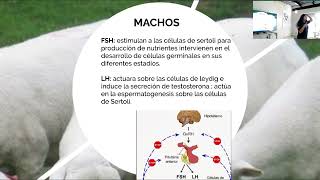 Las hormonas del ciclo estral [upl. by Tecu]