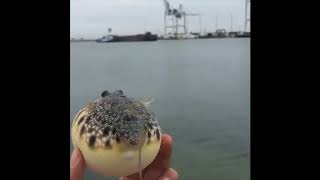 Deflating Pufferfish Original footage [upl. by Kurtzman559]