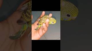 budgerigar bird names 🥰🥰 birds budgerigar technical lightning [upl. by Bork224]