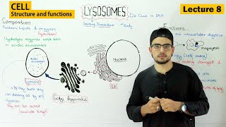 lysosomes structure and function  Video 8 [upl. by Irrahs585]