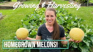 Homegrown Cantaloupe Melons How to Grow and When to Harvest [upl. by Dyke430]