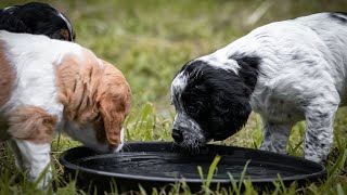 Unleashing the Hunting Potential of Brittany Dogs Advanced Training Tips [upl. by Bui]