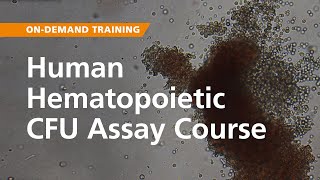 OnDemand Training Human Hematopoietic CFU Assay Course [upl. by Enrobso]